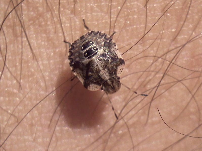 Dyroderes umbraculatus
